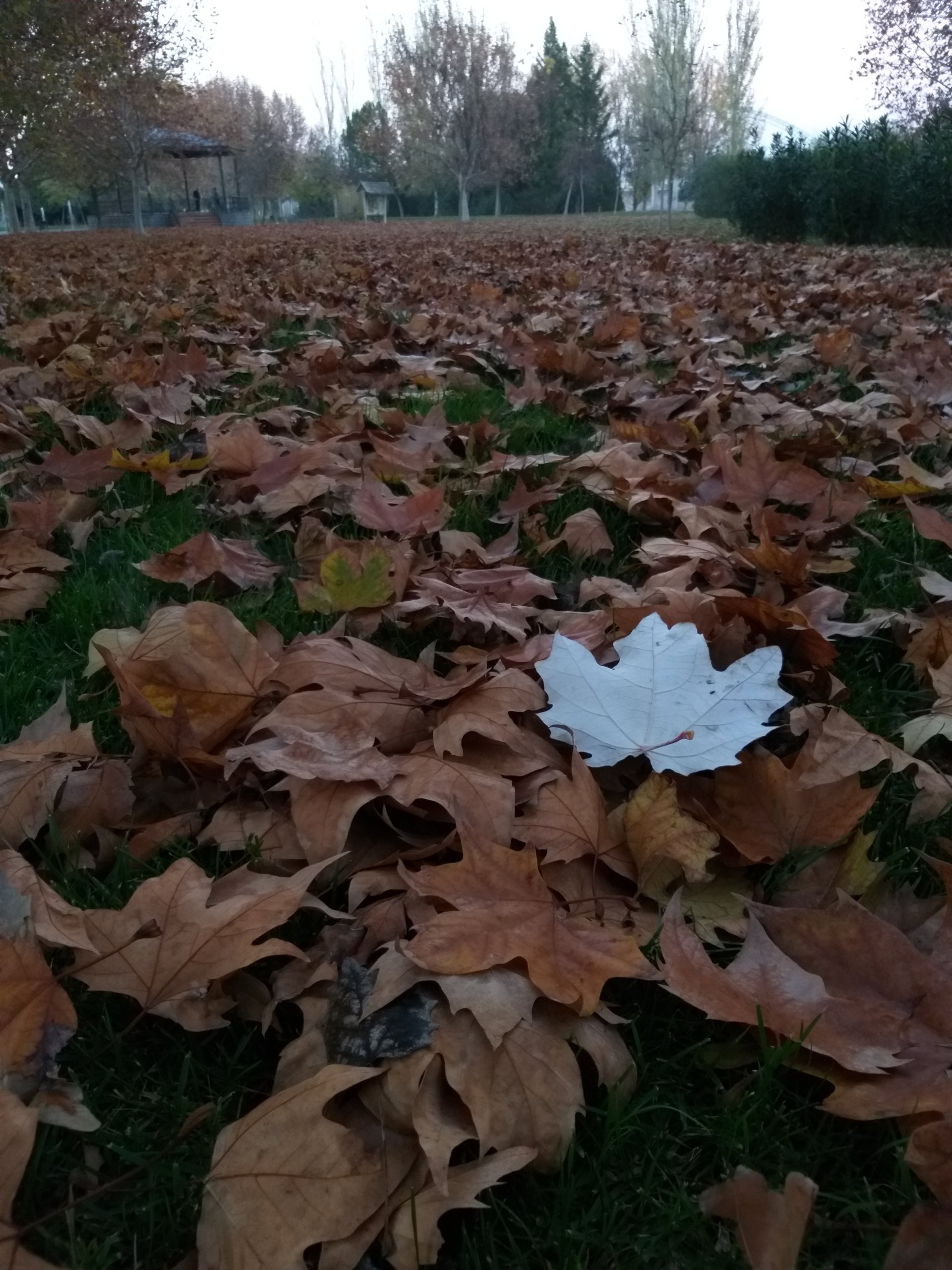 Parque Siete Sillas hojas 1